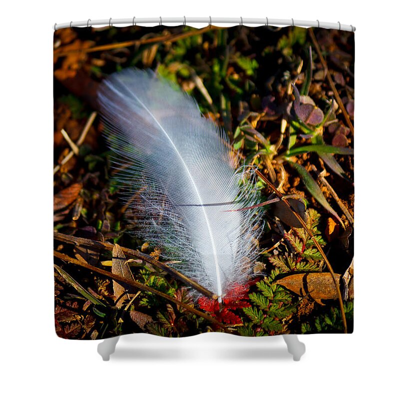 Green Shower Curtain featuring the photograph Lonely Feather by Doug Long