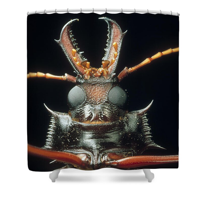 Mp Shower Curtain featuring the photograph Longhorn Beetle Macrodontia Cervicornis by Mark Moffett