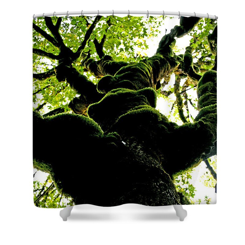 Tree Shower Curtain featuring the photograph Look Up by Marie Jamieson