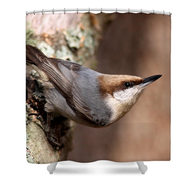 Nature Shower Curtain featuring the photograph Looking Up by Travis Truelove