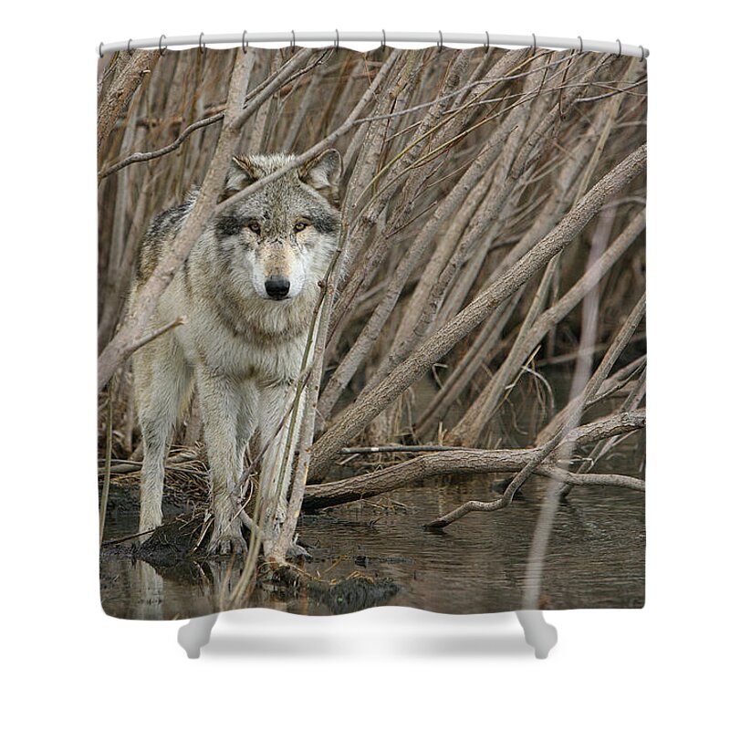 Wolf Shower Curtain featuring the photograph Looking Wild by Shari Jardina