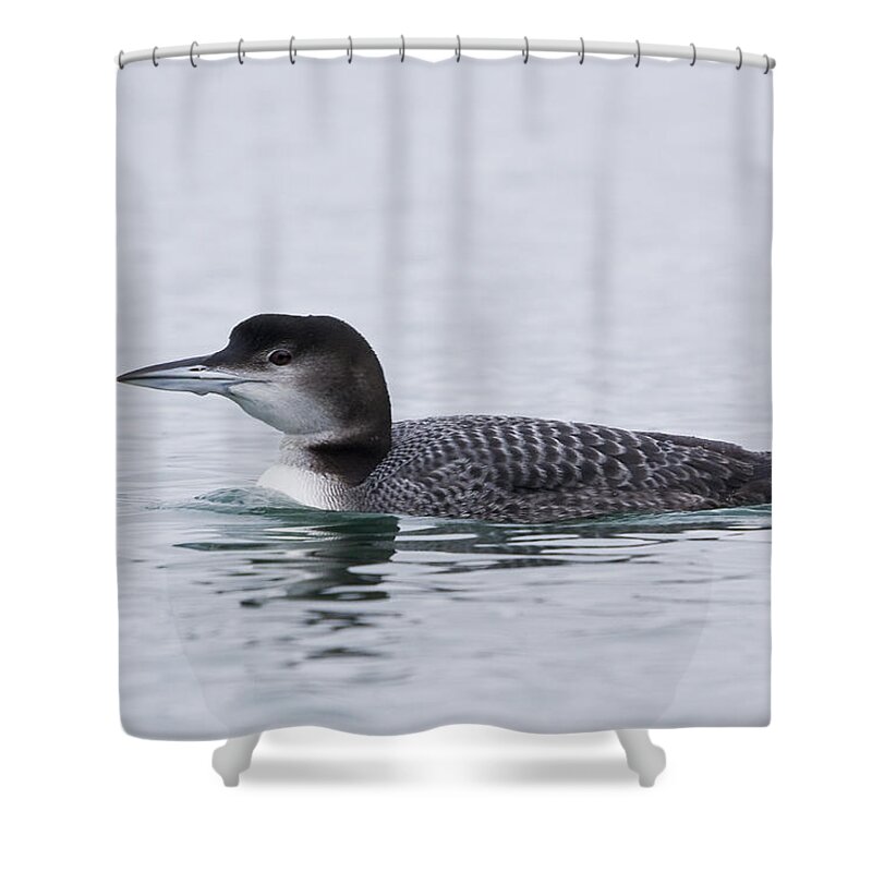 Loon Shower Curtain featuring the photograph Loon by Bob Decker