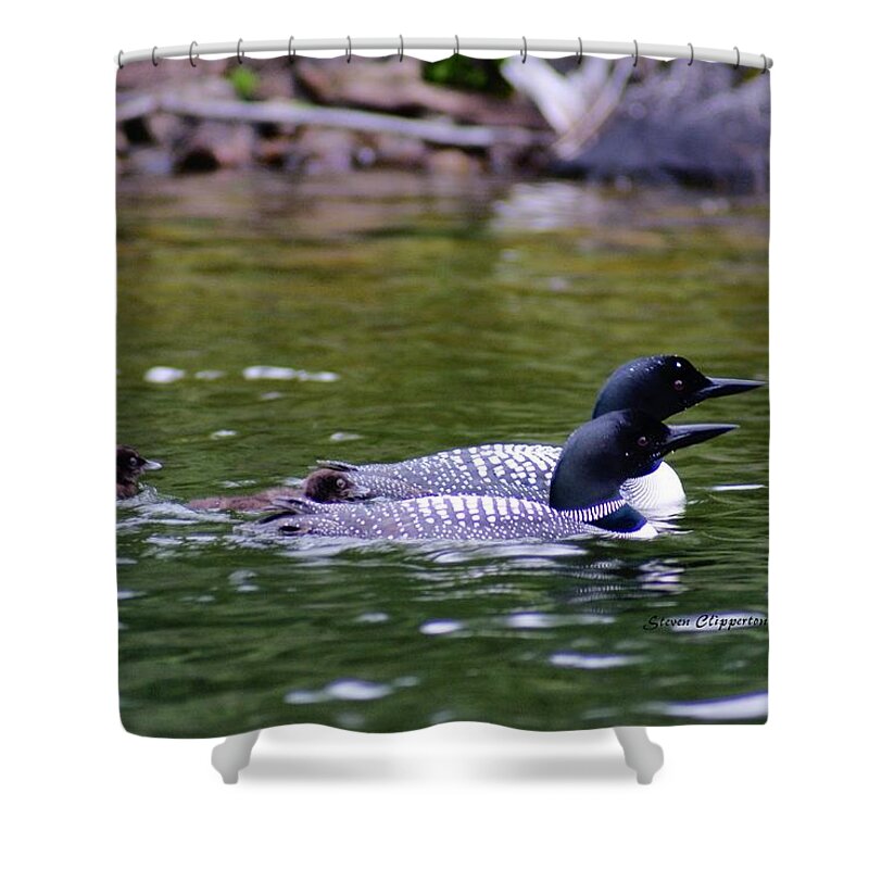 Loons Shower Curtain featuring the photograph Loons with Twins 3 by Steven Clipperton