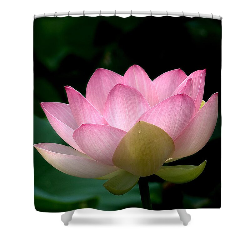 Nature Shower Curtain featuring the photograph Lotus Beauty--Blushing DL003 by Gerry Gantt