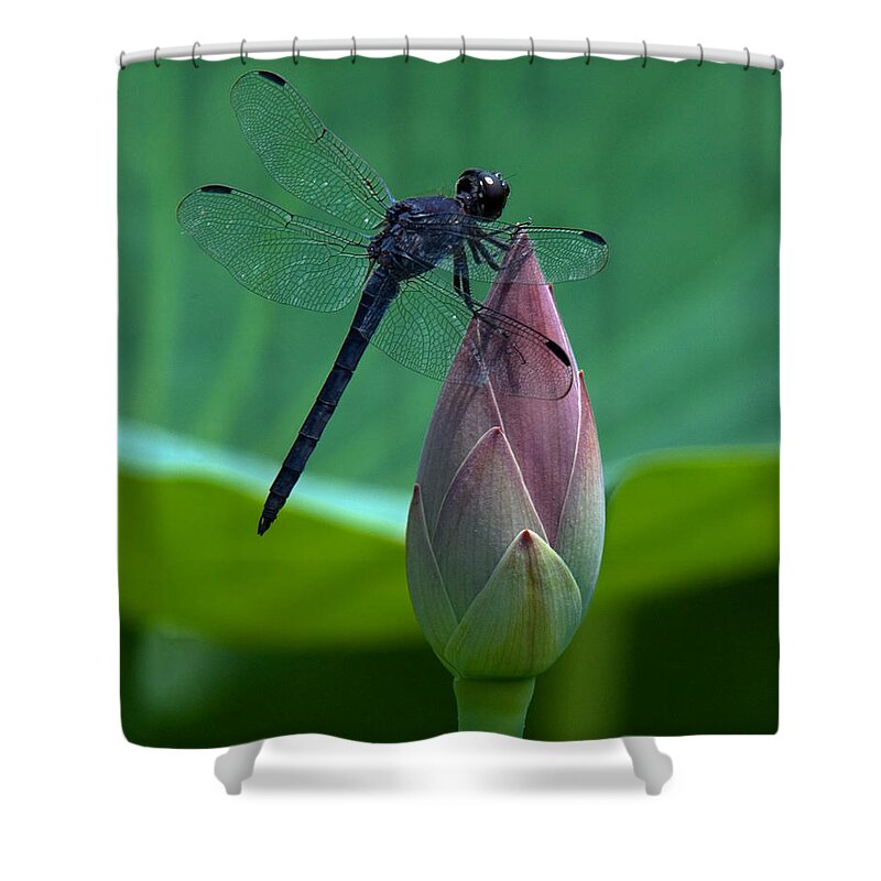 Nature Shower Curtain featuring the photograph Lotus Bud and Slatey Skimmer Dragonfly DL072 by Gerry Gantt