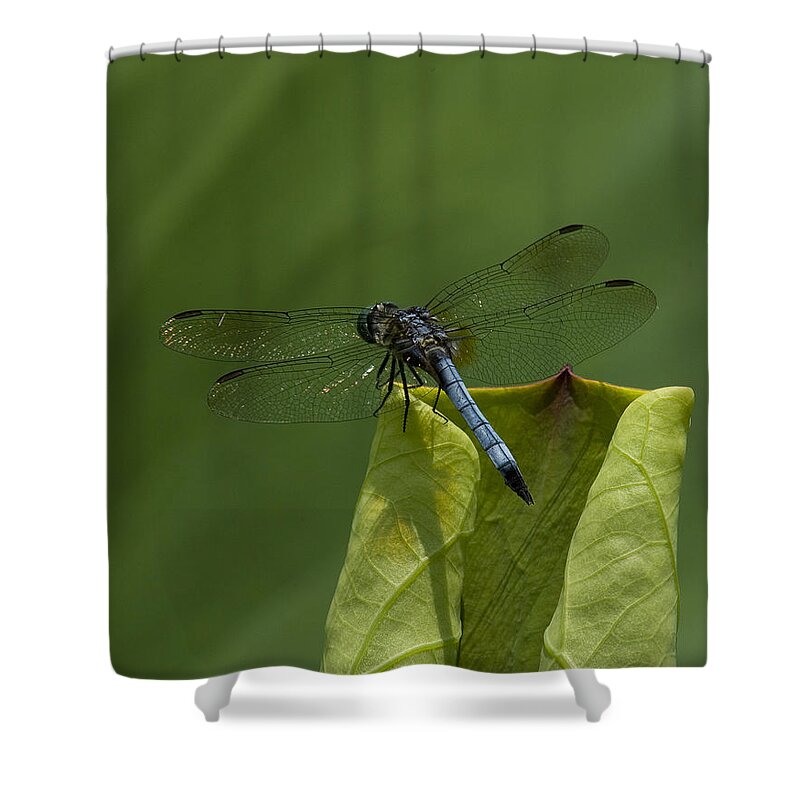 Nature Shower Curtain featuring the photograph Lotus Leaf and Blue Dasher Dragonfly DL058 by Gerry Gantt