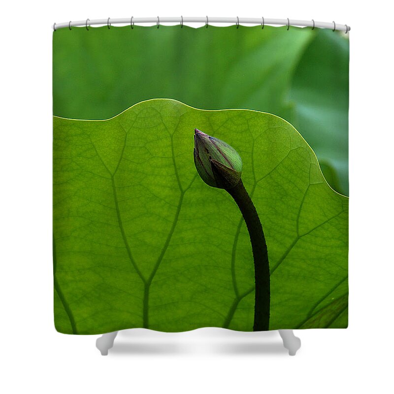 Nature Shower Curtain featuring the photograph Lotus-Sheltering the Future DL032 by Gerry Gantt