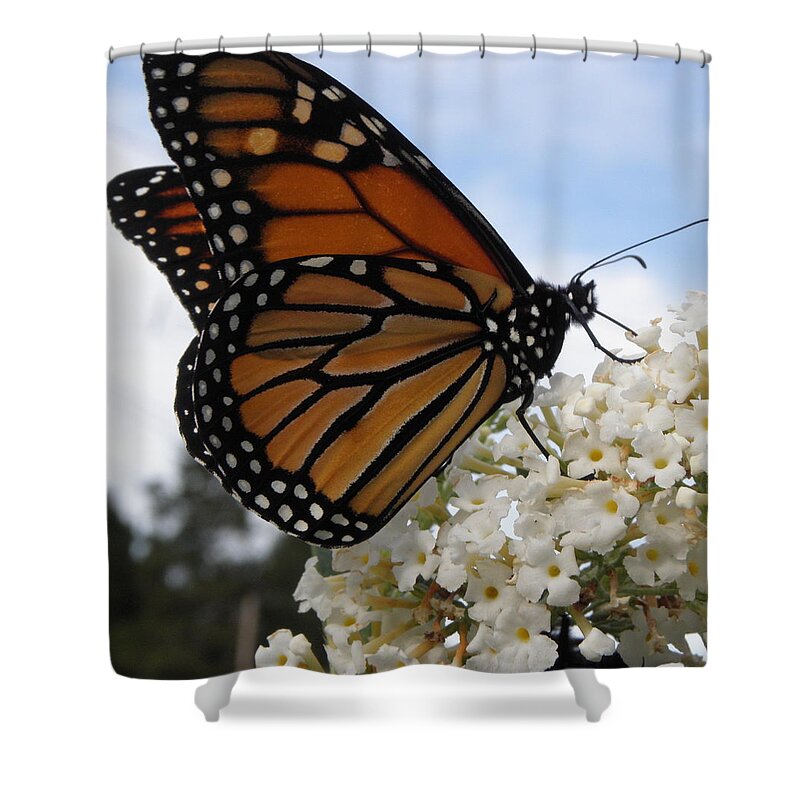 Monarch Shower Curtain featuring the photograph Loving The Nectar by Kim Galluzzo