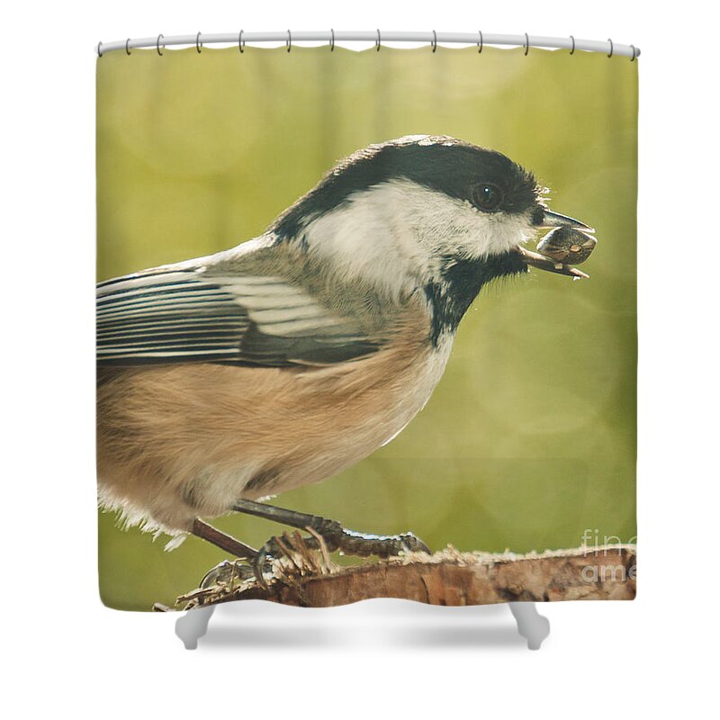 Chickadee Shower Curtain featuring the photograph Lunch Time by Cheryl Baxter