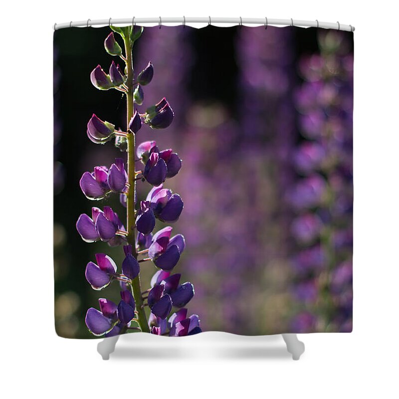 Canada Shower Curtain featuring the photograph Lupines by Jakub Sisak