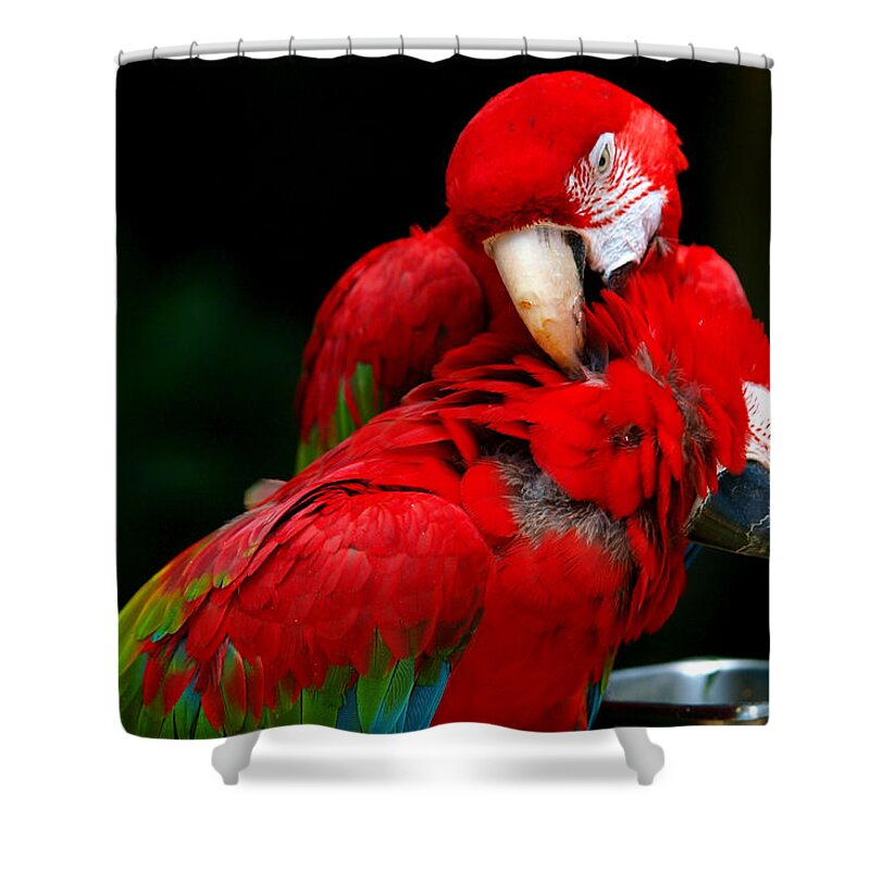 Macaw Shower Curtain featuring the photograph Macaws by Paul Ge