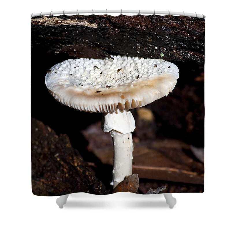 Mushroom Shower Curtain featuring the photograph Magic Mushroom by Kenneth Albin