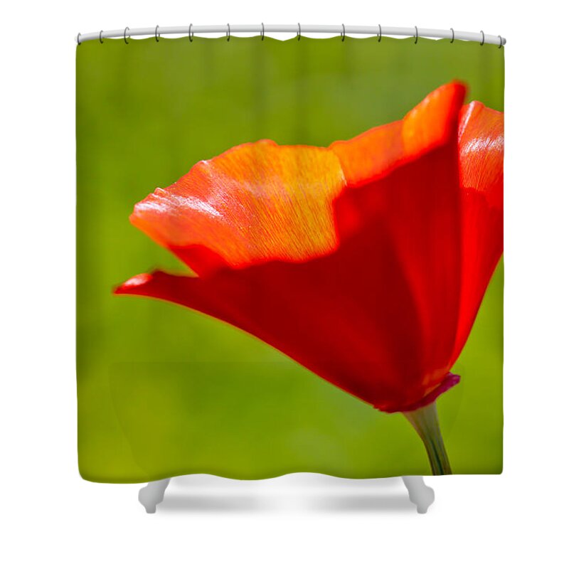 Green Shower Curtain featuring the photograph Mahogany California Poppy III by Heidi Smith