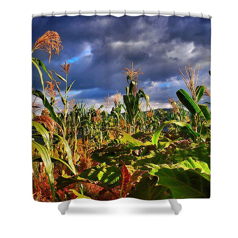 Maiz Shower Curtain featuring the photograph Maiz by Skip Hunt