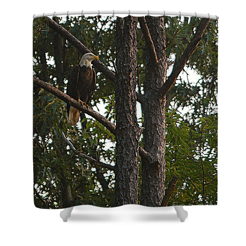 All Rights Reserved Shower Curtain featuring the photograph Majestic Bald Eagle by Clayton Bruster