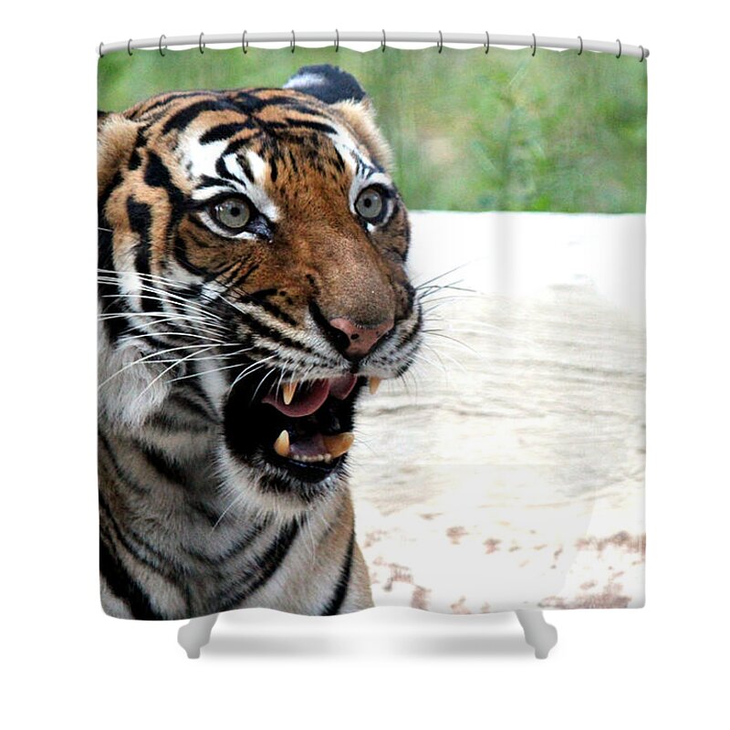 Tigers Shower Curtain featuring the photograph Make My Day by Kathy White