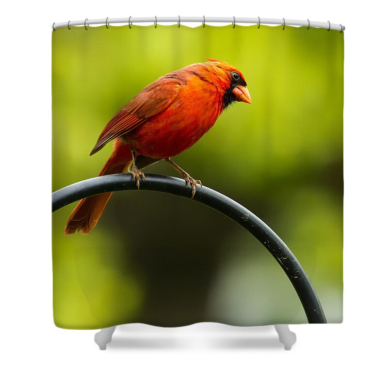 Cardinal Shower Curtain featuring the photograph Male Northern Cardinal on Pole by Bill and Linda Tiepelman