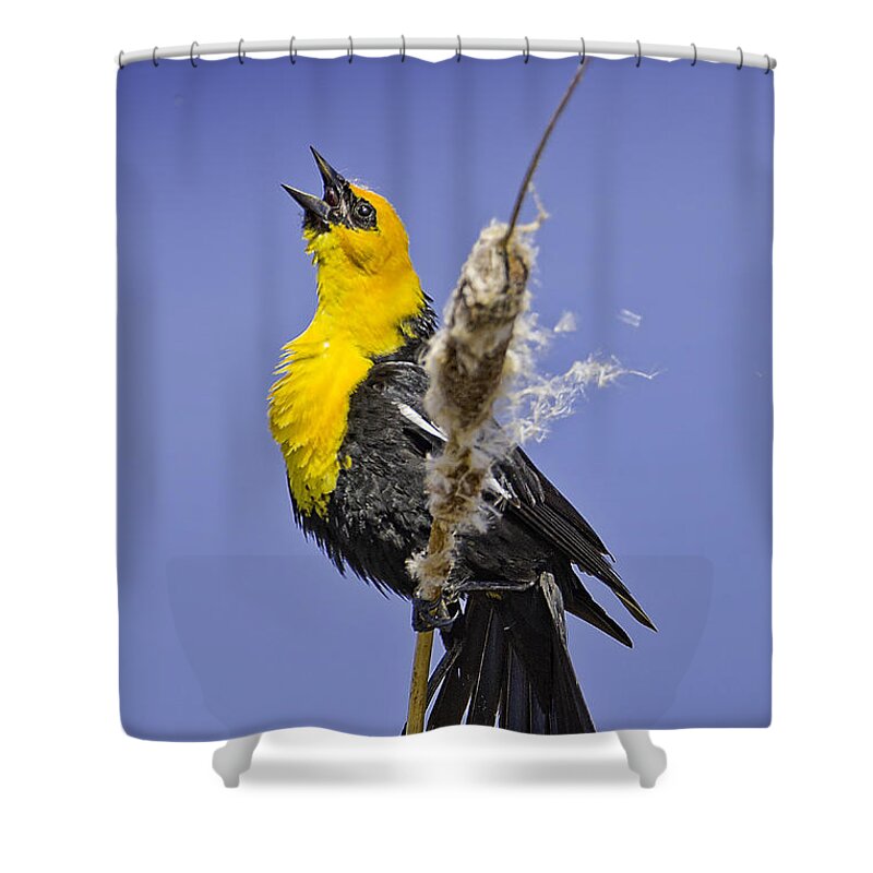Yellow Shower Curtain featuring the photograph Male Yellow-headed Blackbird in Mating Display by Fred J Lord