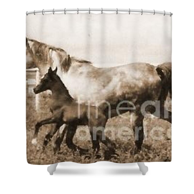 Mare Shower Curtain featuring the photograph Mare and Foal by Vonda Lawson-Rosa