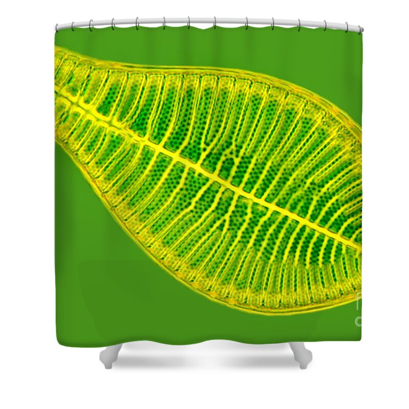 Histology Shower Curtain featuring the photograph Marine Diatom Podocystis Spathulata by M. I. Walker
