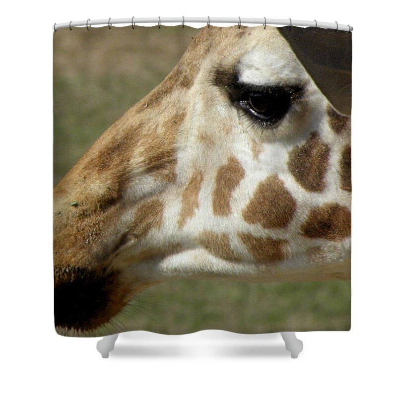Giraffe Shower Curtain featuring the photograph Marks Of Beauty by Kim Galluzzo Wozniak