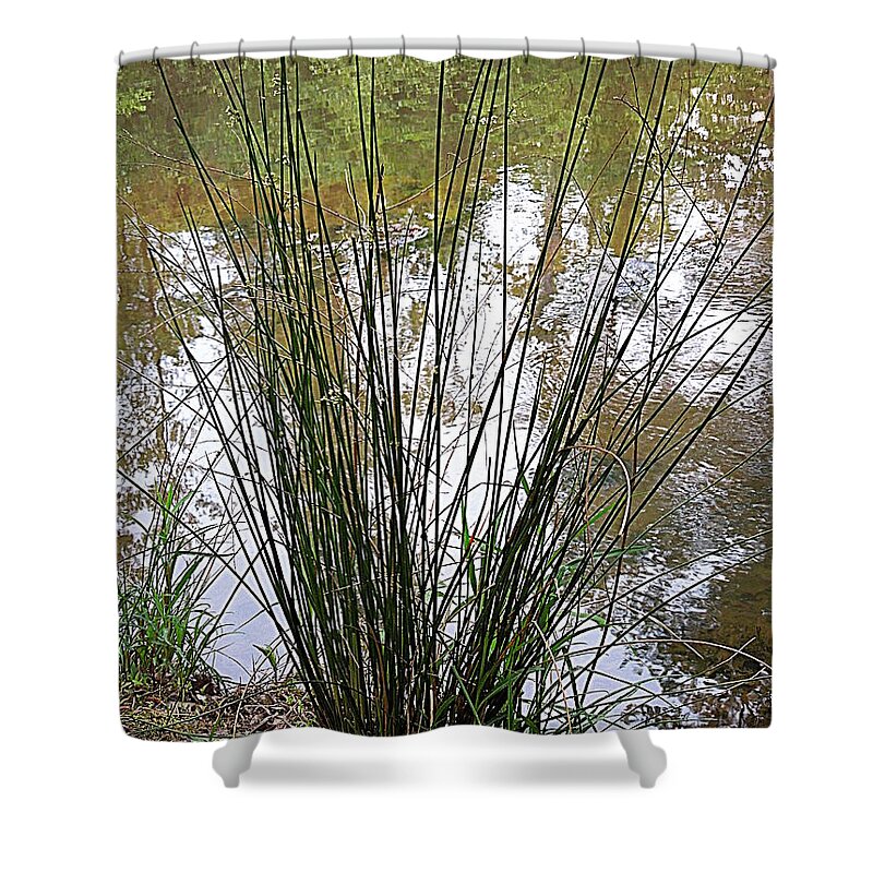 Grass Shower Curtain featuring the photograph Marsh Grass by Renee Trenholm