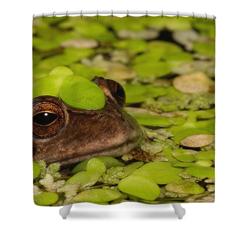 Mp Shower Curtain featuring the photograph Marsupial Frog Gastrotheca Riobambae by Pete Oxford