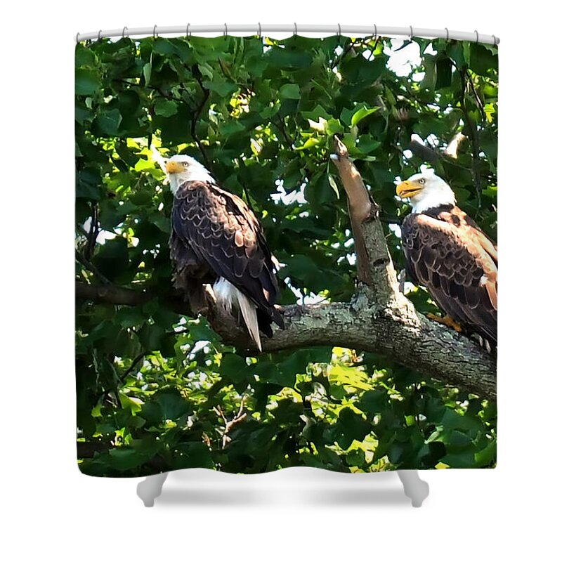 Eagles Mating Shower Curtain featuring the photograph Mating Pair by Randall Branham