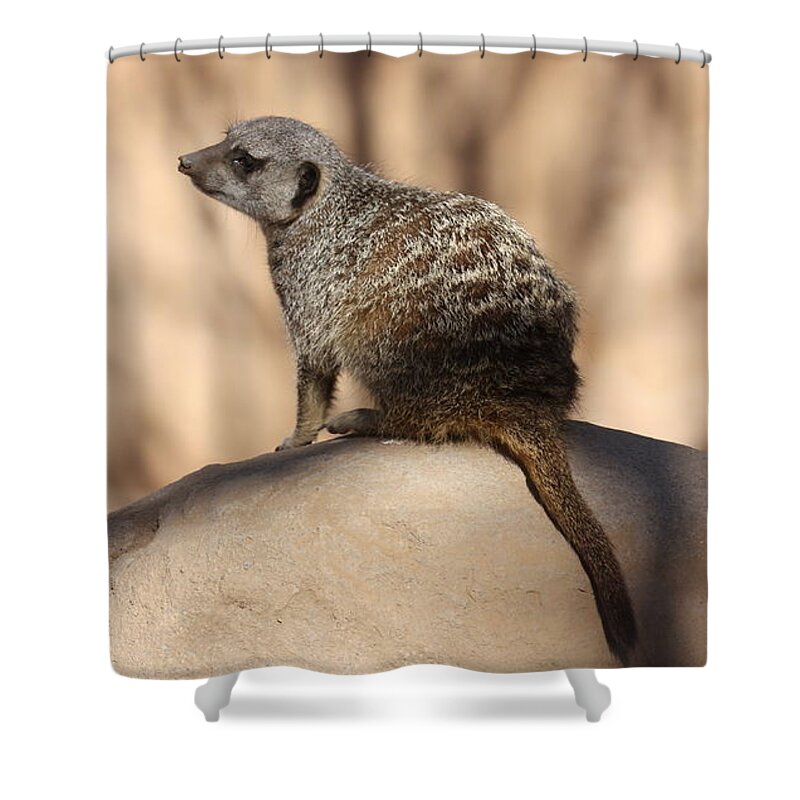 Meerkat Shower Curtain featuring the photograph Meerkat Manor by Kim Galluzzo