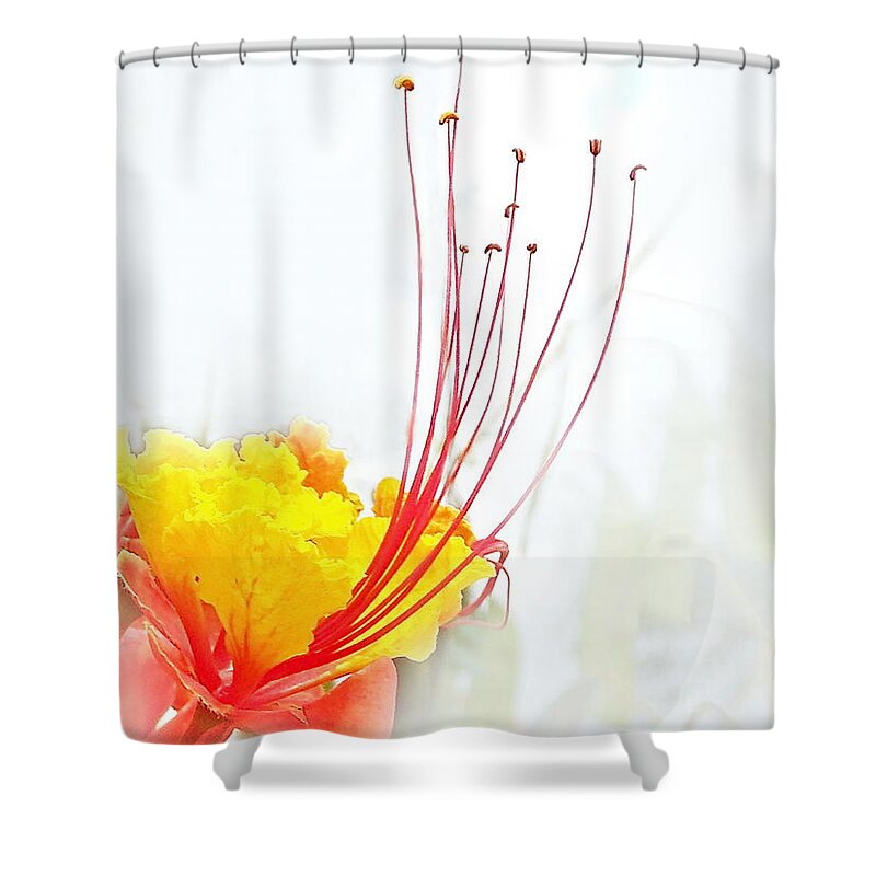 Floral Shower Curtain featuring the photograph Mexican Bird of Paradise by Kume Bryant