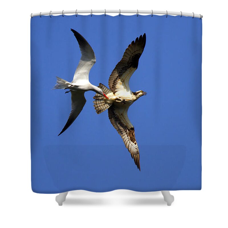 Birds Shower Curtain featuring the photograph Mid-Air Attack by Michael Dawson