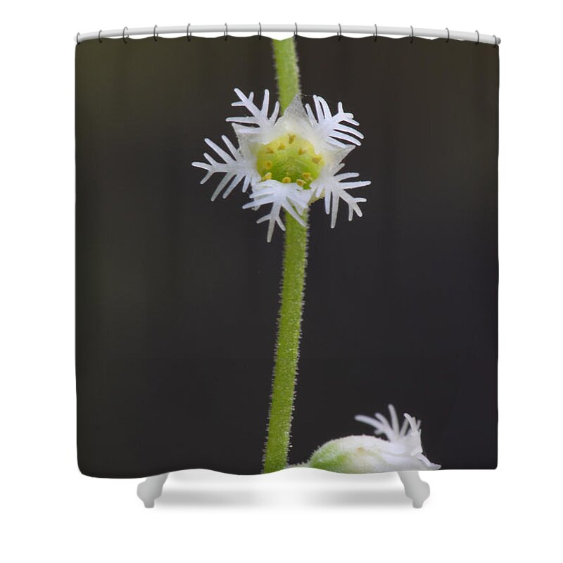Miterwort Shower Curtain featuring the photograph Miterwort Flowers by Daniel Reed