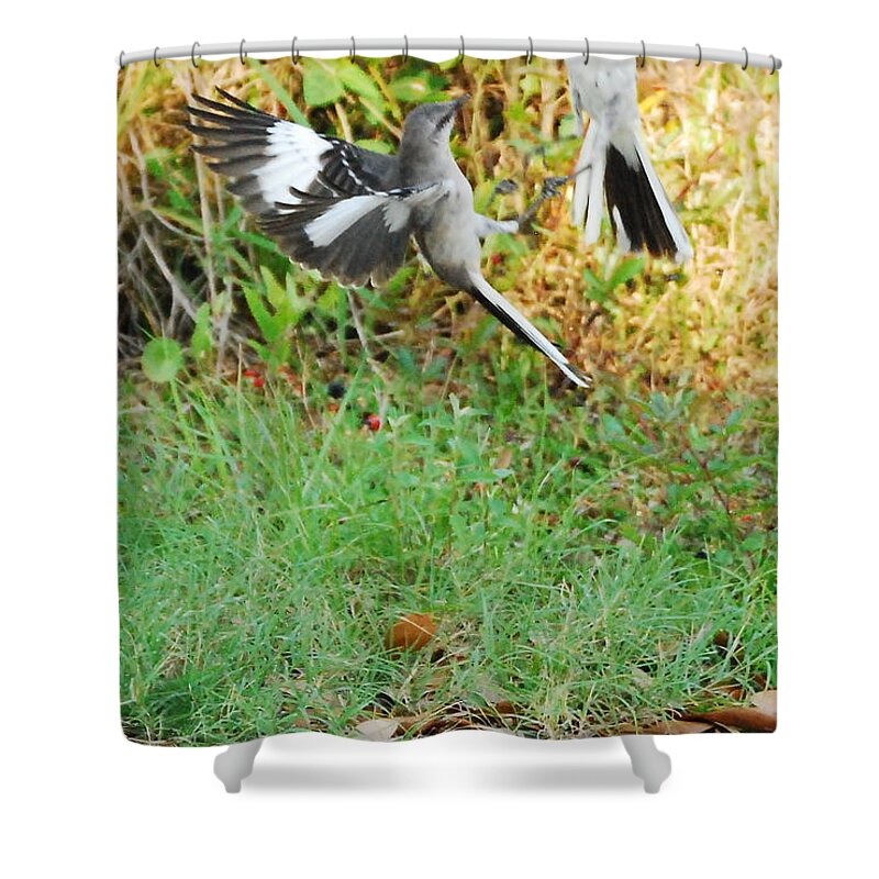 Bird Shower Curtain featuring the photograph Mockingbird Fight Club by Beth Gates-Sully