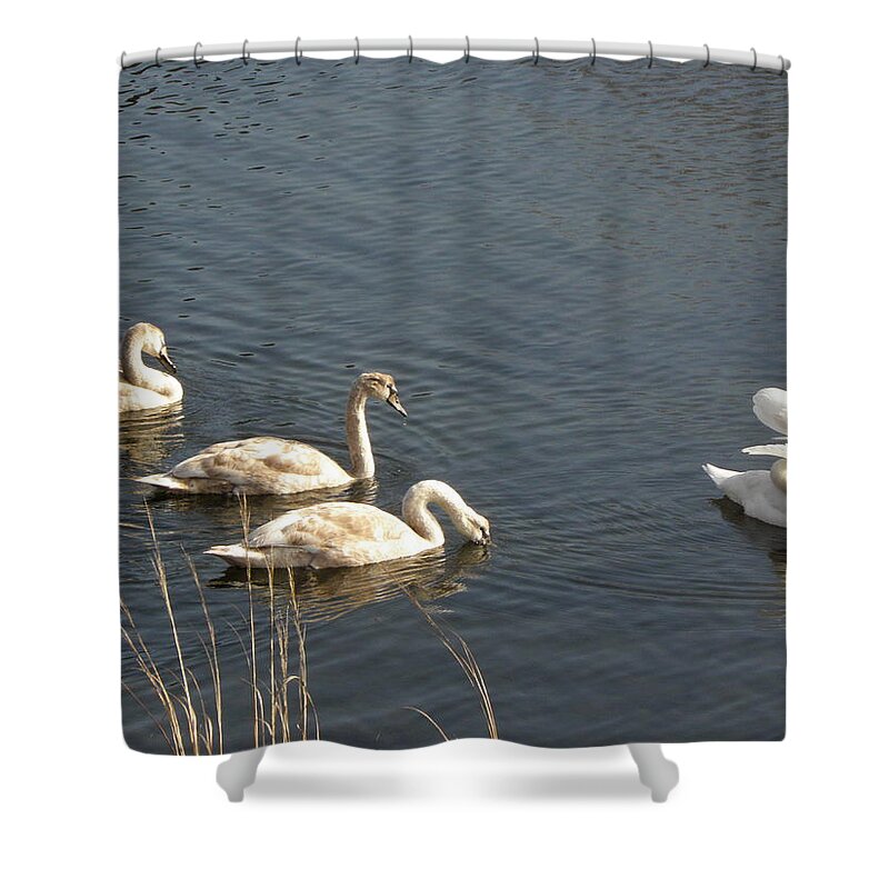 Swan Shower Curtain featuring the photograph Mom and Triplets by Kim Galluzzo