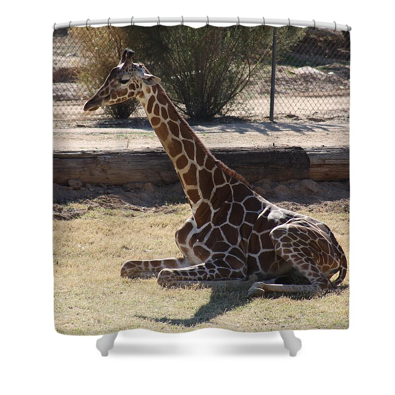 Giraffe Shower Curtain featuring the photograph Mommy taking a break by Kim Galluzzo Wozniak