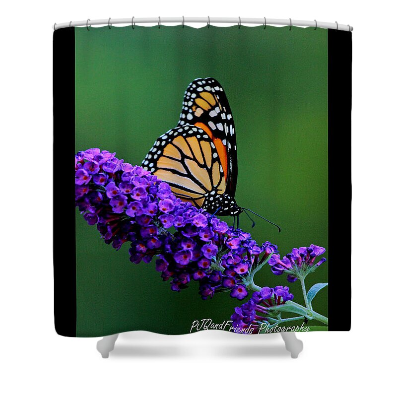Butterflies Shower Curtain featuring the photograph 'Monarch on Buddleia' by PJQandFriends Photography