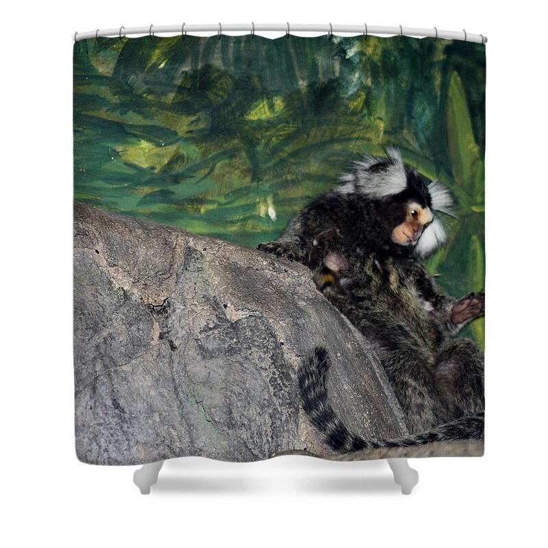 Monkey Shower Curtain featuring the photograph Monkey Break by Kim Galluzzo Wozniak