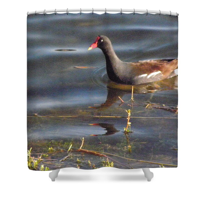 Moorehen Shower Curtain featuring the photograph Moorehen by Kim Galluzzo