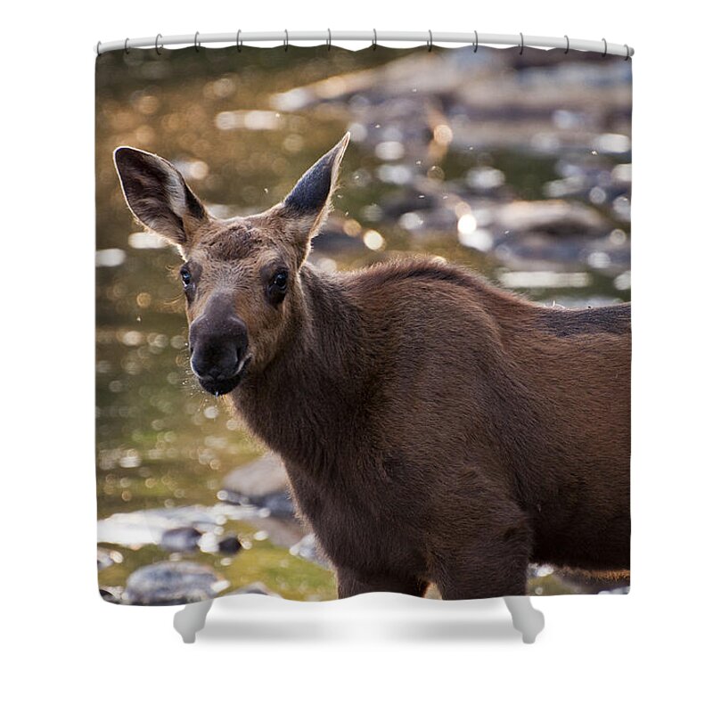 Moose Shower Curtain featuring the photograph Moose baby by Glenn Gordon