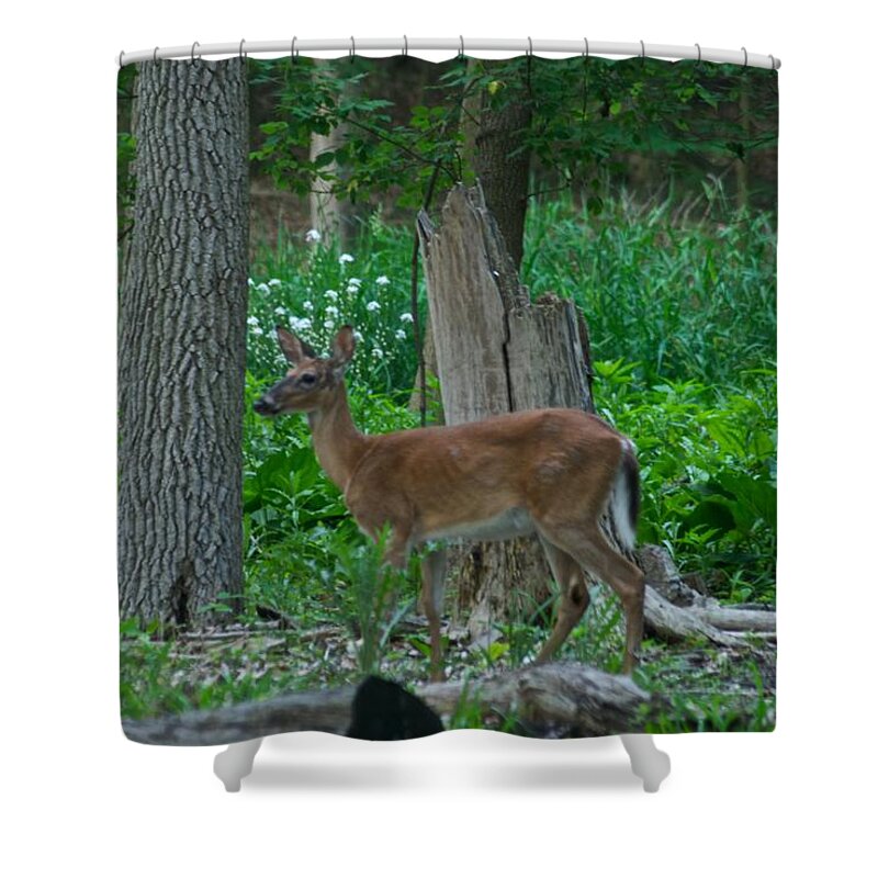 Animal Shower Curtain featuring the photograph Morning Stroll 7353 1743 by Michael Peychich