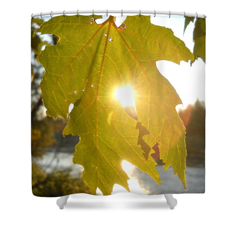 Sun Shower Curtain featuring the photograph Morning Sun Thru Maple Leaf by Kent Lorentzen