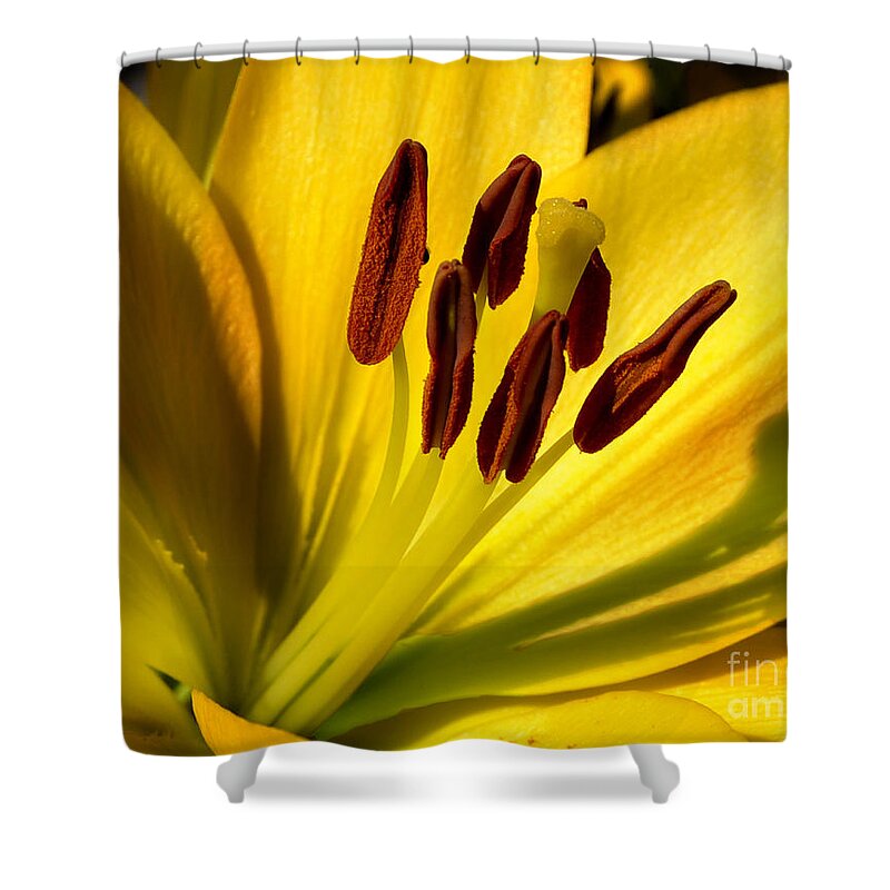 Diane Berry Shower Curtain featuring the photograph Morning Yellow by Diane E Berry