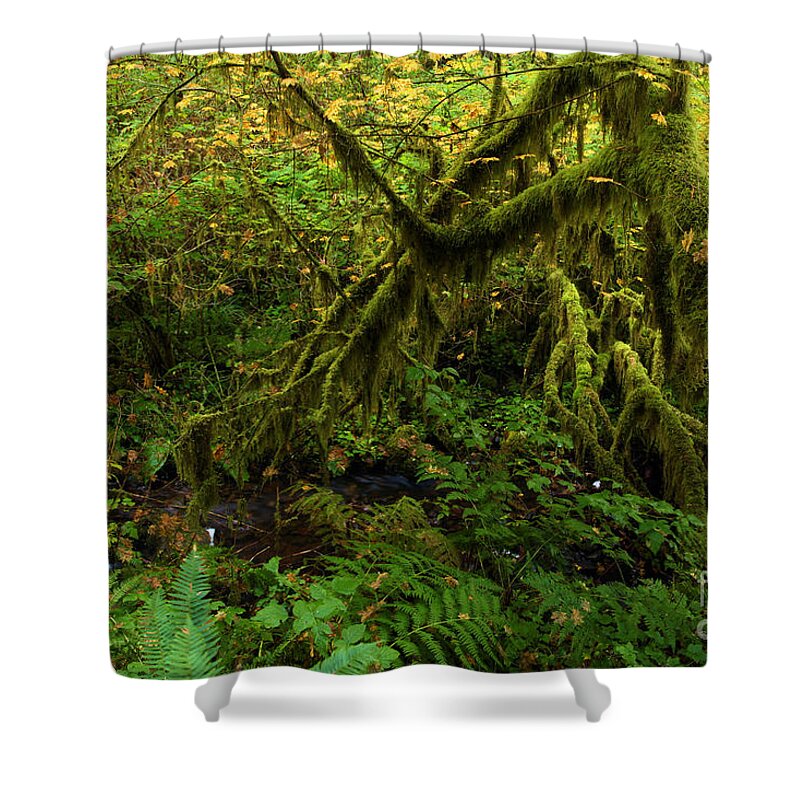 Silver Falls State Park Shower Curtain featuring the photograph Moss In The Rainforest by Adam Jewell