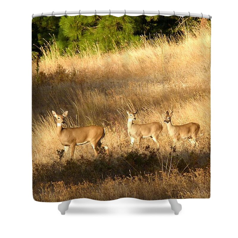 Deer Shower Curtain featuring the photograph Mother And Twins by Will Borden