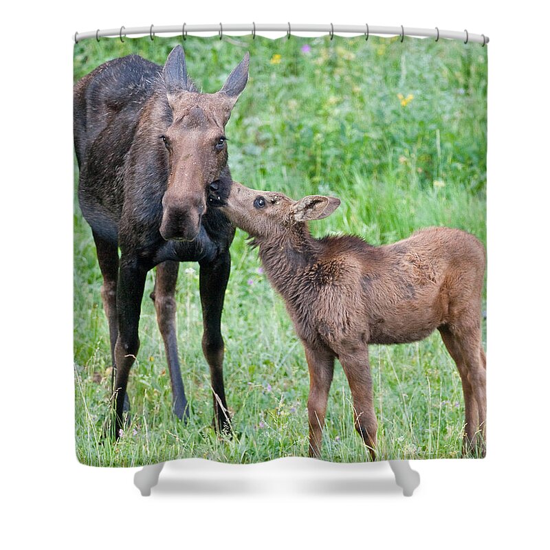 Moose Shower Curtain featuring the photograph Mother's Day Moose by Max Waugh