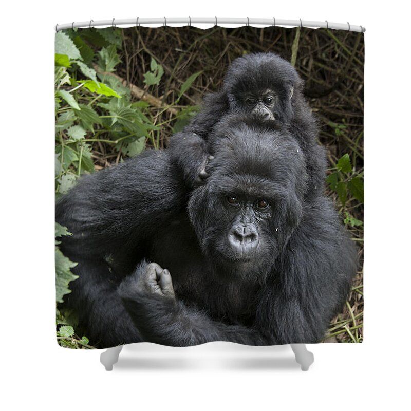 00499714 Shower Curtain featuring the photograph Mountain Gorilla Mother And 1.5yr Old by Suzi Eszterhas