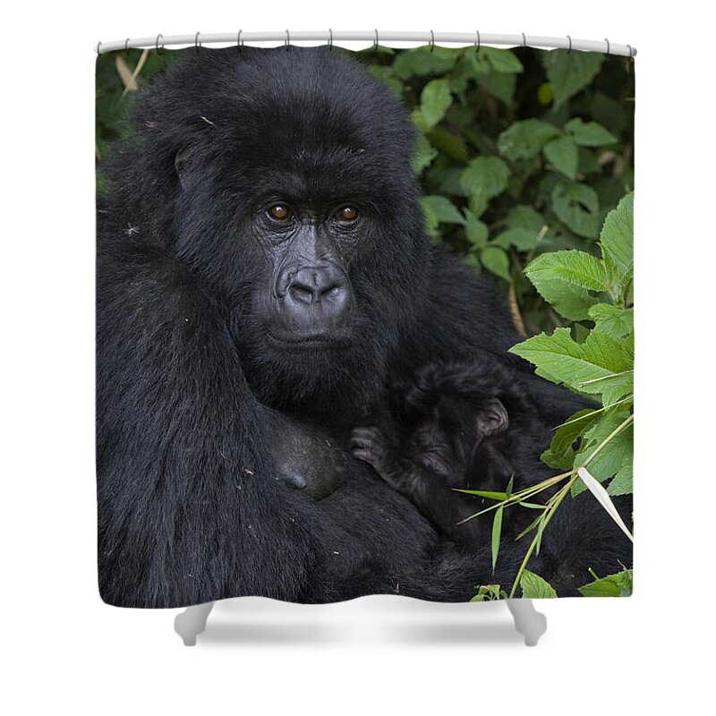 00427965 Shower Curtain featuring the photograph Mountain Gorilla Mother And Infant Parc by Suzi Eszterhas