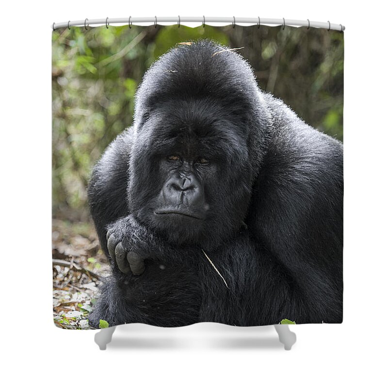 00499723 Shower Curtain featuring the photograph Mountain Gorilla Silverback Resting by Suzi Eszterhas