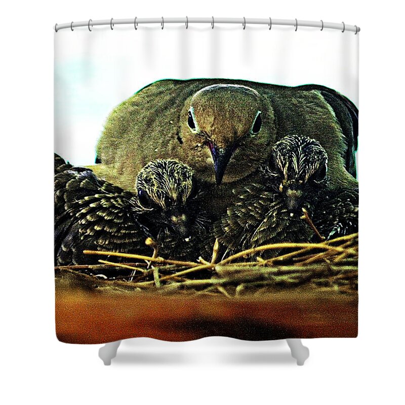Mourning Dove Shower Curtain featuring the photograph Mourning dove family by John Bennett