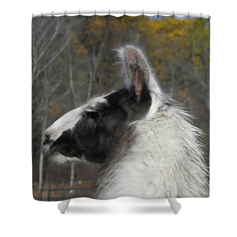 Alpaca Shower Curtain featuring the photograph Mr Alpaca in the country by Kim Galluzzo Wozniak